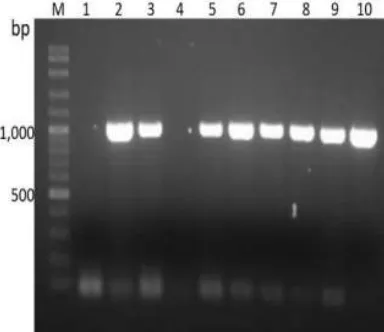 Fig. 1. Agarose gel analysis of (A) RNA extraction and (B)cDNA synthesis from venom gland of Vespa afﬁnis were am-pliﬁed using speciﬁc primer for hyaluronidase gene by RT-PCR technique