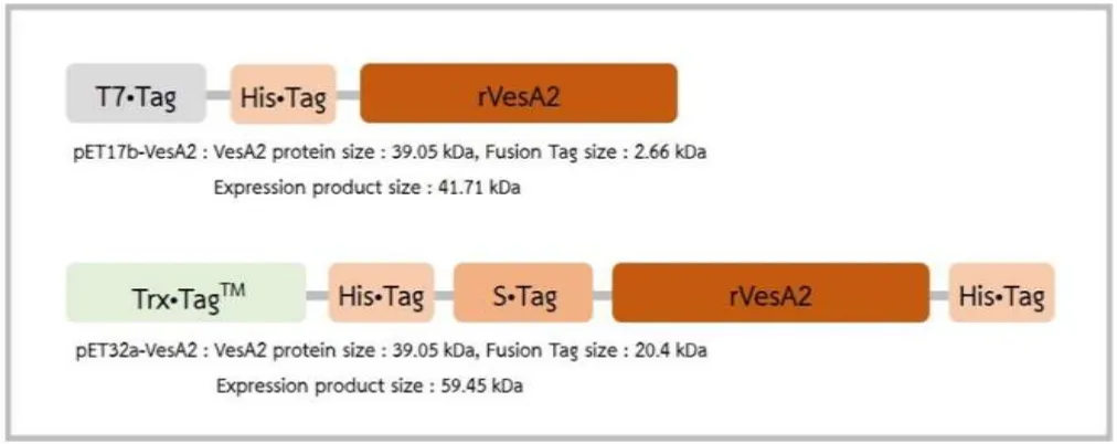 Fig. 3. Schematic of rVesA2 protein with fusion protein from both expression vector. (A) Recombinant protein from pET17bvector was fusion protein of T7vector was that of Trx·Tag, His·Tag and rVesA2 with product size about 41 kDa