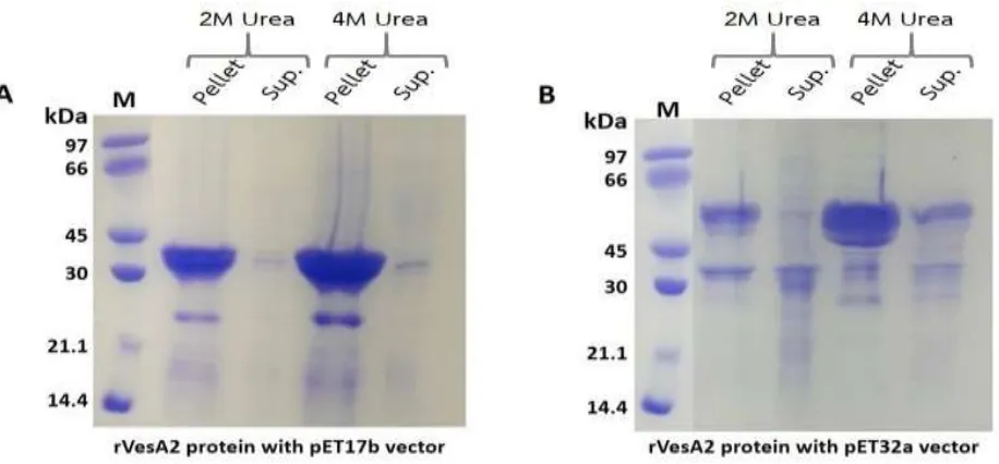 Fig. 4. SDS-PAGE analysis of recombinant VesA2 protein expression. (A) The expression of rVesA2 in pET17b-VesA2tion (41 kDa) and its hyaluronidase activity