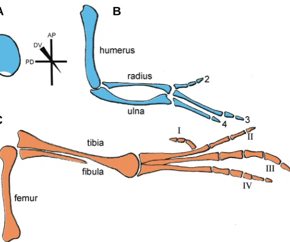 Fig. 1. Chick wing and leg pattern.Note that the shape of the limb bud is the same at this stage for both the wing and leg.and dorso-ventral (DV), polarizing region at the posterior margin is shown in white.of development) with major axes depicted: antero-