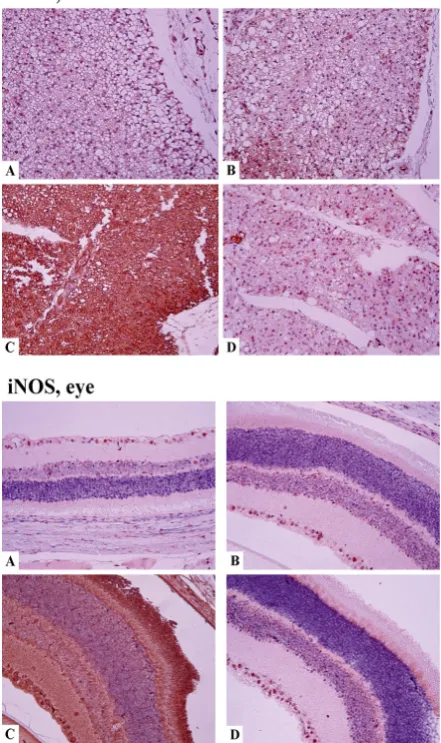 Figure 4 Tissue distribution of iNOS in organs of normal and diabetic rats. Upper panel: iNOS expression in the sciatic nerve tissue