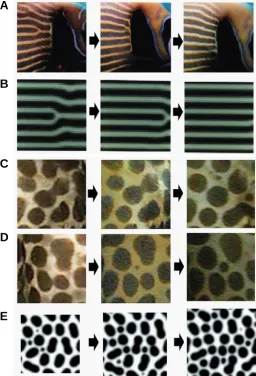 Fig. 1. Dynamic pattern change in the fish and simulation. pattern occurring in the skin of a catfish, From (Kondo and Asai, 1995) and (Asaiof stripe pattern in the skin of Sliding of the branch point is observed in both systems
