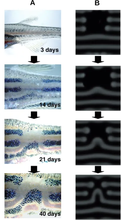 Fig. 2.Dynamic change of the zebrafish pigment pattern induced bylaser experiment.diffusion mechanisms