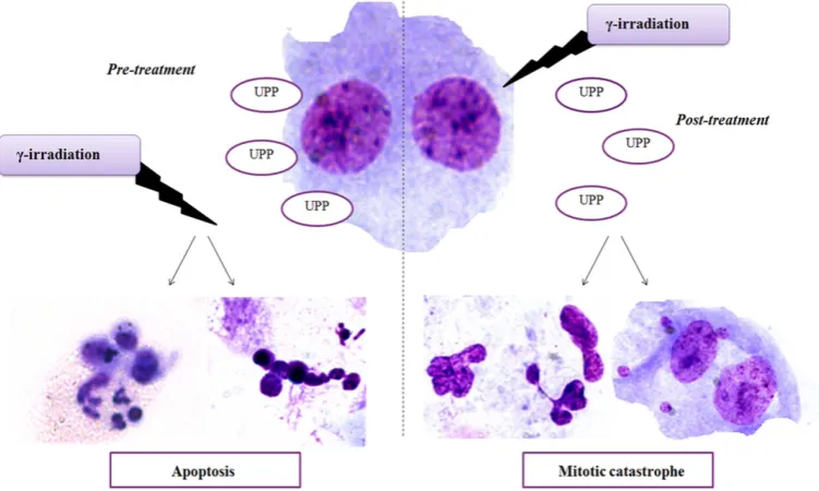 Figure 3 Schematic representation of the treatment of human peripheral blood lymphocytes with UPP and γ-irradiation