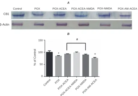 Fig. 6. The effect of ACEA and NMDA on the level of CB1 receptor protein in PC12 cells  treated with para-oxon