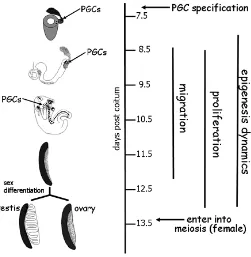 Fig. 2. Schematic representation of the main stages and processesof PGC specification in the mouse embryo.