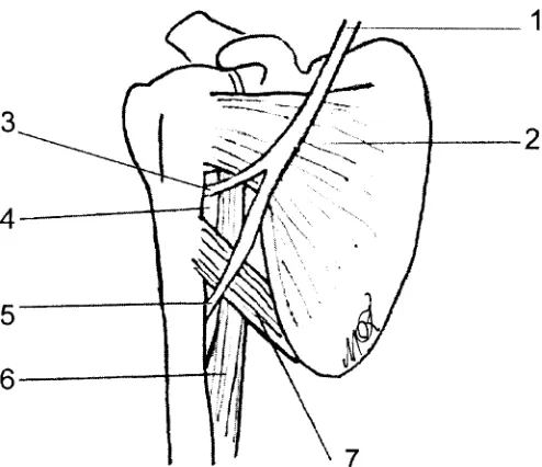 Figure 1Vulnerability of axillary nerve damage withanterior dislocation of the shoulder.1