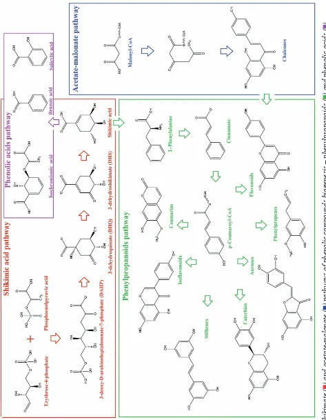 Fig. shikimate ( ) and acetate-malonate ( ) pathways of phenolic compounds biogenesis – phenylpropanoids ( ) and phenolic acids ( )