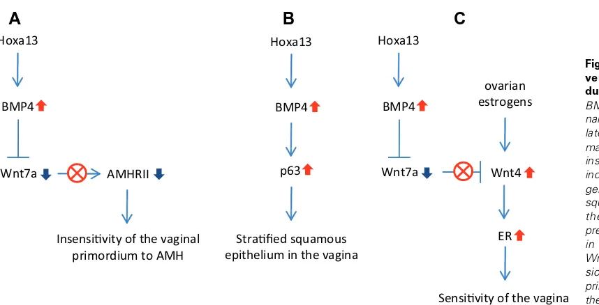 Fig. 1. BMP4 induces the con-version of the Müllerianthe estrogen than the uterineprimordium more sensitive toinsensitive to AMH