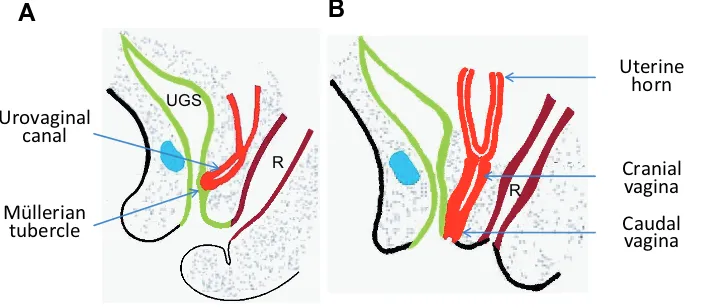 Fig. 3. The caudal vagina forms due to BMP4-mediated caudal extension of the Mülleriandally