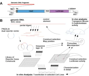 Fig. 1A. Cloning of genomic DNA in front of theminimal promoter allows testing for transcription-activating activity using the readout from either