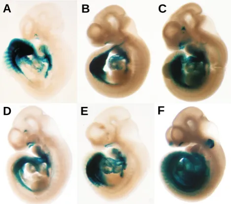 Fig. 3. The reporter construct 3cF10 contains an enhancer from the