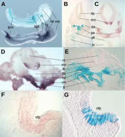 Fig. 5. Comparison of normal Isl1 expression and reporter gene