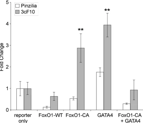 Fig. 7. Regulation of the 3cF10 enhancer. Co-transfection of BHK-21from the presence of constitutively active FoxO1