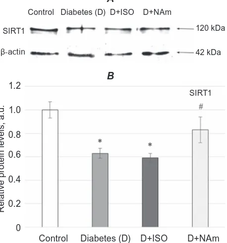 Fig. 1. Effects of ISO or NAm on SIRT1 expression in brain cell nuclei. SIrT1 expression was lower effect on SIRT1 expression restoration