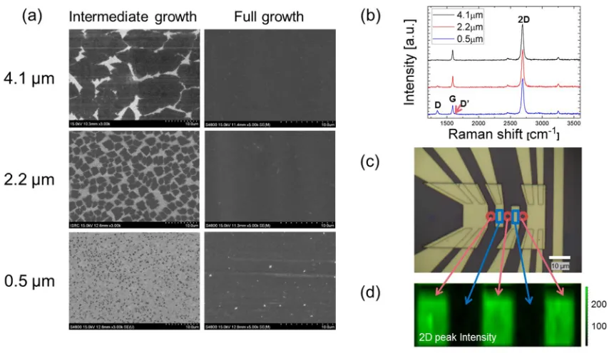 Figure 2. (a) SEM images of graphene growth on Cu foil for three different grain sizes