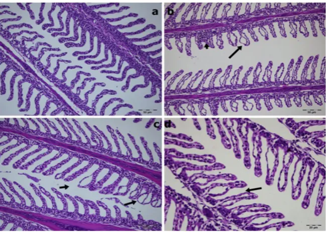 Figure 4 There was no histopathological change in the liver tissues at 2.25 µg L-1 of chlorpyrifos (a and b)
