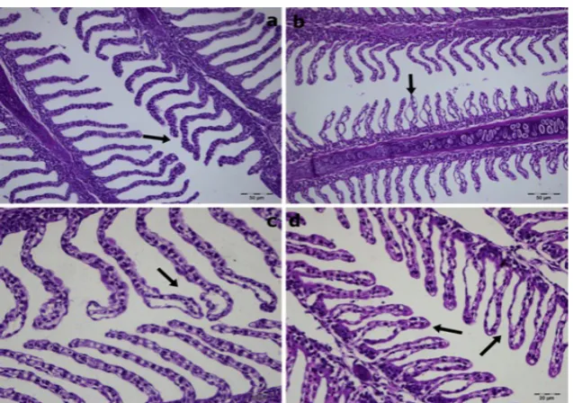 Figure 6 Gill tissue sections from fish exposed to 4.5 µg L-1 of chlorpyrifos. Curled lamellas and clumpings (arrow in a) at 24 h severe oedematous changes (arrows in b-d) at 48, 72, and 96 h, respectively