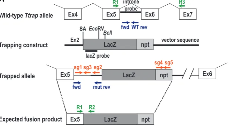Fig. 1. Validation of the gene trap event in RRS512 ES cells. (A) sg5), and the expected fusion product are indicated
