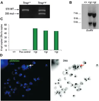Fig. 2. Determination of the number of gene trap vector insertions. Zfhx1a.from gDNA. compared with a positive (pos) control sample having only 1 npt gene
