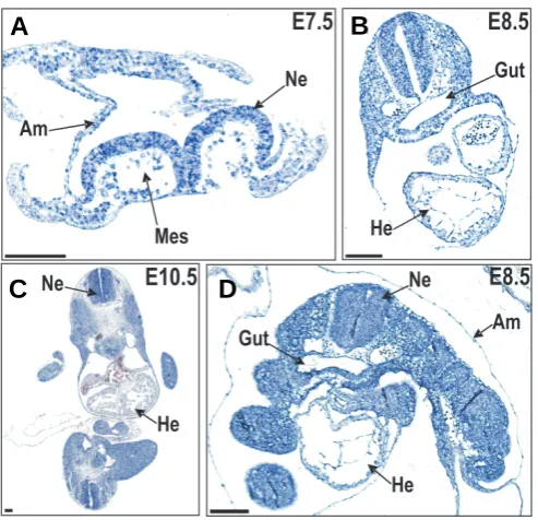 Fig. 3. Non-radioactive in situ hybridization, using a LacZ (A-C) or a+/gt
