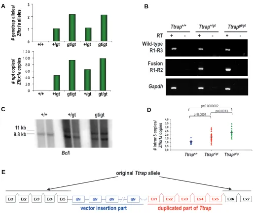 Fig. 4. Analysis of Ttrapgt/gtas positive control. (sg1-sg3) upstream of the gene trap insertion point