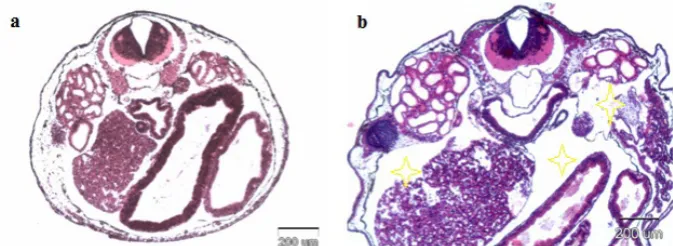 Figure 5 Cross sections of the internal organs of (a) control group, and (b) 25 µg L-1 cadmium (visceral oedema shown with asterisk), H&E staining