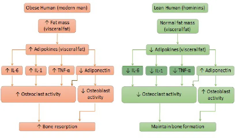 Figure 3 Hypothetical representation of acute versus low-grade chronic inflammation. The acute process is linear, since the inflammation is resolved, whereas the chronic process is a constant cycle in which the inflammation is persistent and unresolved