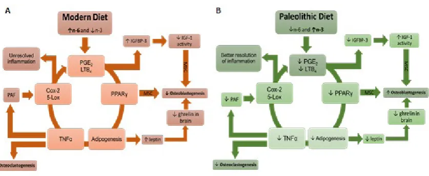 Figure 5 The loop effect of modern (A) and Paleolithic (B) diet on adipogenesis, osteoblastogenesis, and osteoclastogenesis