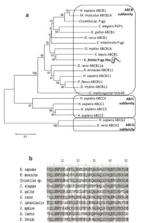Figure 2 (a) Neighbor-Joining tree showing the relation between E. fetida P-gp like protein and different ABC transporter subtype sequences from various vertebrates and invertebrates