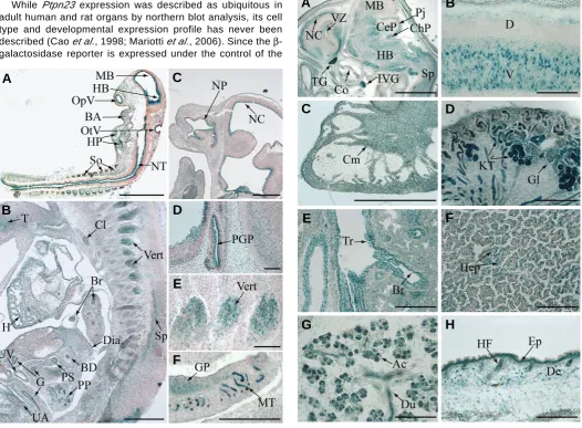 Fig. 2 (Left). Early expression profile of Ptpn23. X-Gal staining of sagittal cryosections of cortex; NP, nasopharynx; NT, neural tube; OpV, optic vesicle; OtV, otic vesicle; PGP, pituitary gland precursor; PP, pancreatic primordium; PS,Dia, diaphragm; G, 