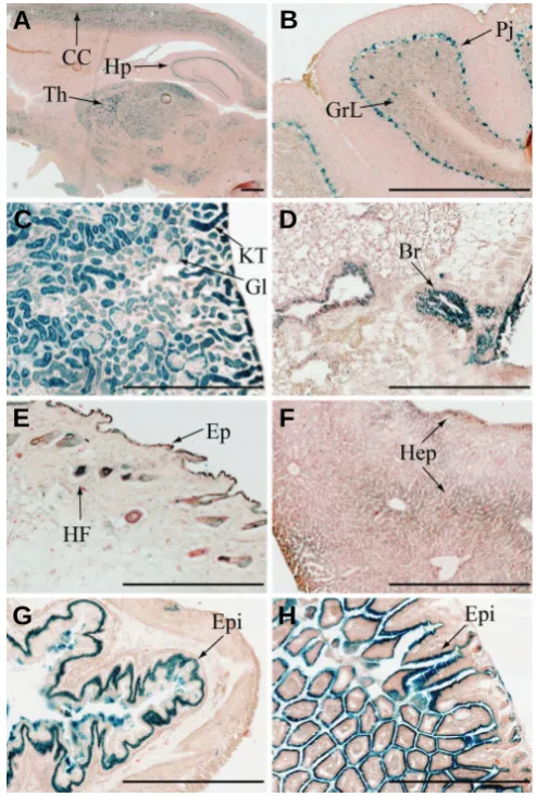 Fig. 4. Ptpn23 expression pattern in adult mouse organs. X-Gal