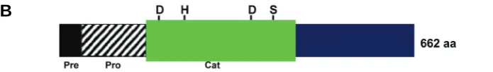 Fig. 1. Nucleotide and predicted amino acid sequence of cDNA encoding prohormone convertase 2in H