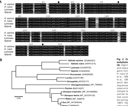 Fig. 3. Temporal expression of HasPC2 during larval development.