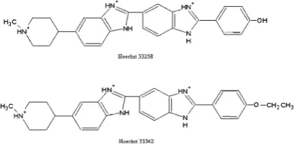 Figure 7  Chemical structure of DNA binding dyes Hoechst 33258 and 33342 used in ﬂ uorescent microscopy for DNA visualisation and detection