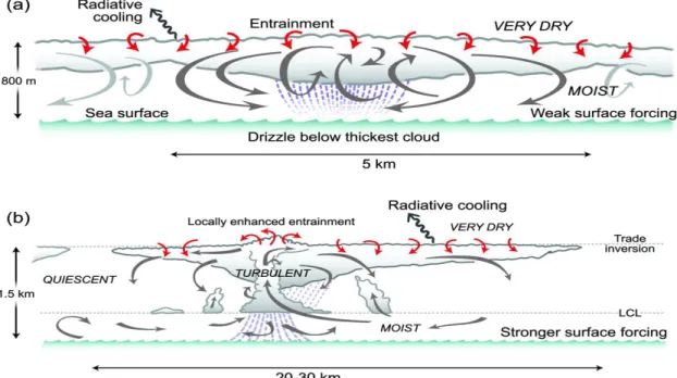 Figure 2:  Schematic showing structure of marine stratocumulus in (a) the shallow, well-mixed boundary  layer and (b) deeper, cumulus-coupled boundary layers