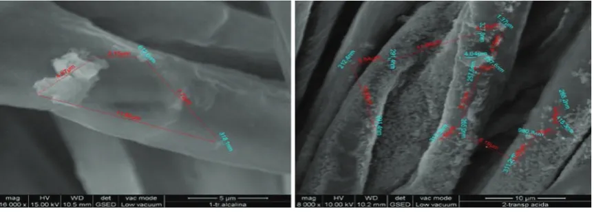 Figure 12. SEM images