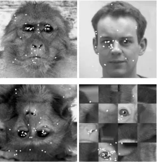 Fig. 1 Examples of face imagesused in the recording. Upper leftUpright monkey face, upperright upright human face, bot-tom left inverted face, bottomright scrambled face