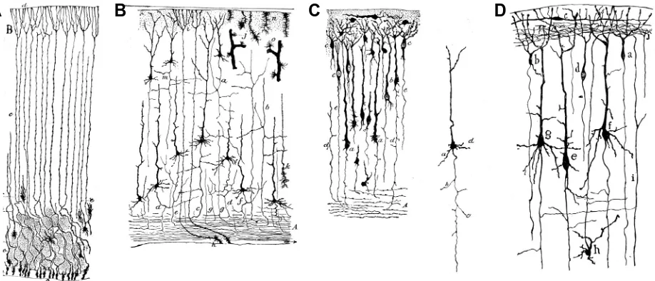Fig. 12. Stages in the maturation of Cajal-Retzius. Note circumferentiallydisposed neurons of layer I in man