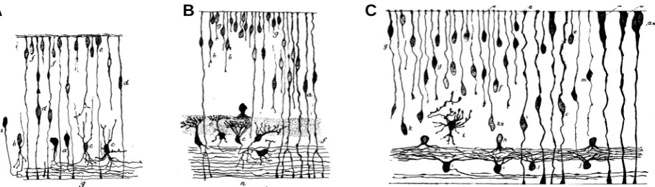 Fig. 13. Golgi observations on the developing retina. (A) Neuroepithelial cells (progenitors) and various stages in the differentiation of ganglioncells