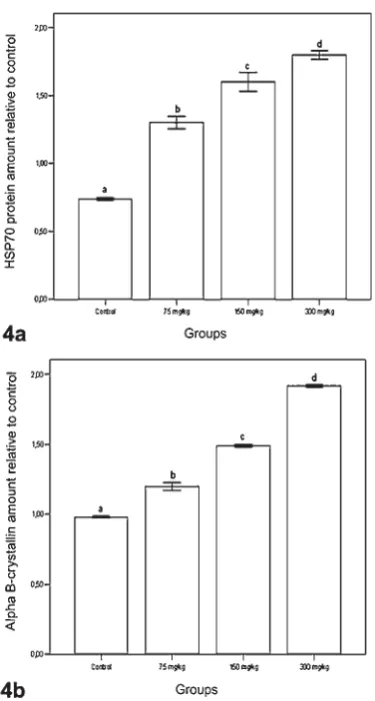 Figure 3  Western blot analysis of the effects of permethrin on the expression of HSP70 and αBC