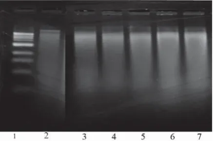 Figure 2  DNA fragmentation in A-431 skin cells resulting from treatment with CEES. Lane 1, DNA 1 kb marker; lane 2, control; lane 3, 250 μmol L-1 of CEES; lane 4, 500 μmol L-1 of CEES; lane 5, 1000 μmol L-1 of CEES; lane 6, 1500 μmol L-1 of CEES; lane 7, 2000 μmol L-1 of CEES