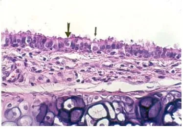 Fig 1. Light micrograph of tracheal respiratory epithelial cells of control rat. The ciliated cells (thick arrow) and nonciliated cells (thin arrow) are Intact