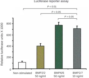 Fig. 1. The BMP2/7 heterodimers at a concentration of 10 ng/ml are more potent activators of BMP signaling  pathway than BMP2/2 and equally potent with BMP6/6 homodimers at a concentration of 50 ng/ml each