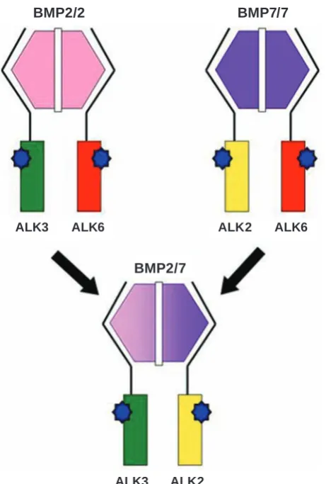 Fig. 5. Formation and activation of heteromeric BMP type I receptor complex triggered by the BMP2/7 hete-rodimers
