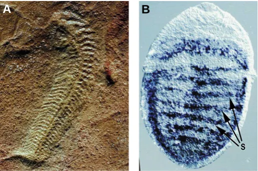 Fig. 2. Examples of metameric body organization. (A) The Ediacaranwww.toyen.uio.no). fossil Spriggina, a putative annelid or arthropod ancestor (from http://chiton at shell ‘segment’ boundaries (S) (modified from Jacobs(B) Expression of the engrailed gene in a developing et al.,2000).