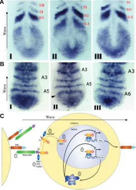 Fig. 3. Notch signalling generates patterning waves and metameric. The result of these genetic interactions is athe Fringe protein, also regulated by Notch and HES, ensures that the wavemoved one row of cells