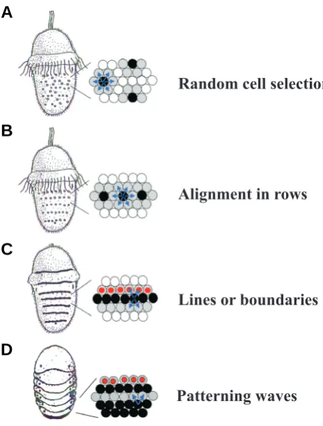 Fig. 4. Putative evolution of Notch signalling. Black circles, Notch-