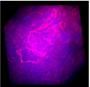 Fig. 2.13.: Microscopy Image Dataset.