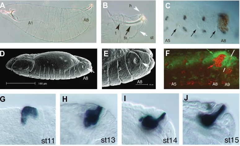 Fig. 1. Development of the spi-